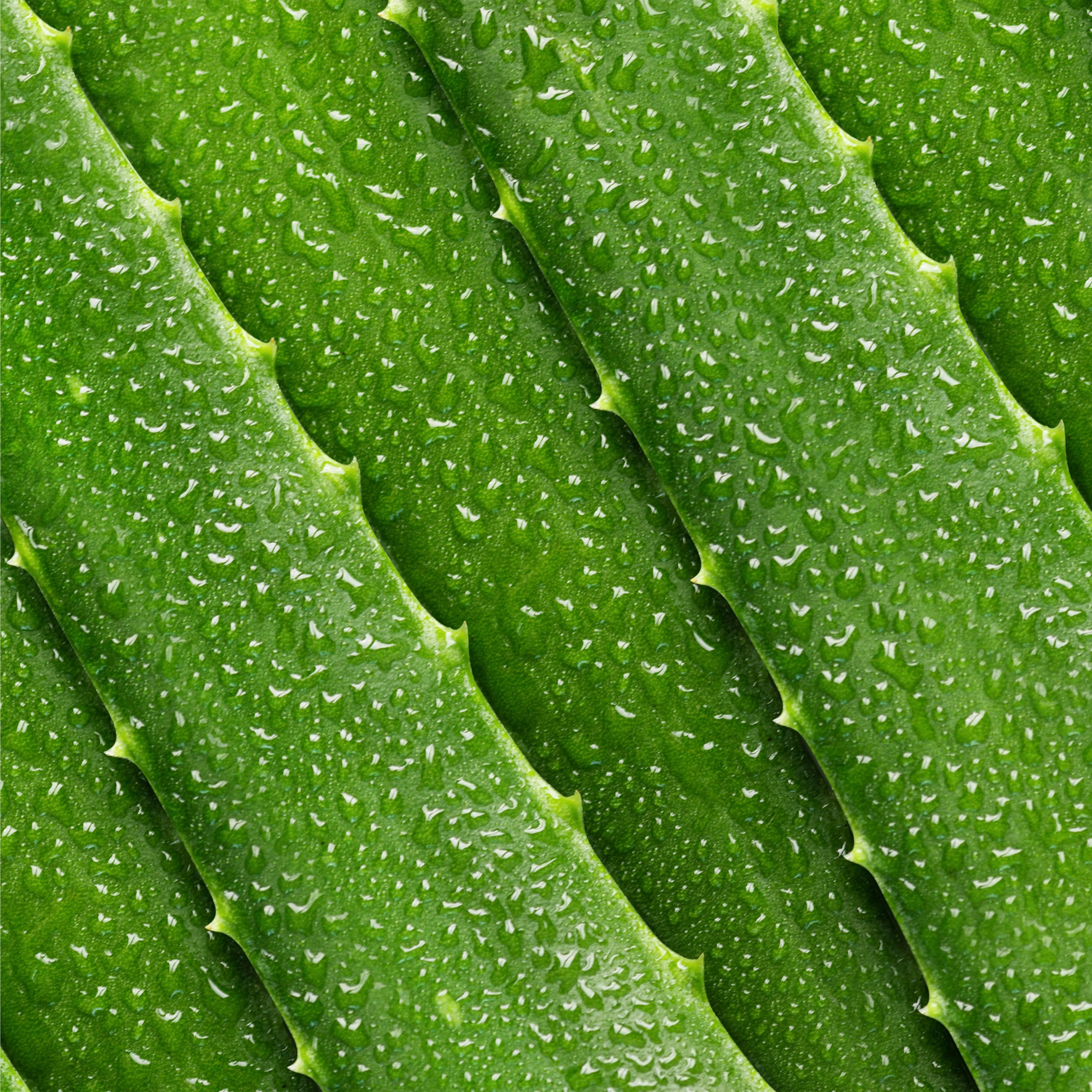 Aloe Lotion Toner