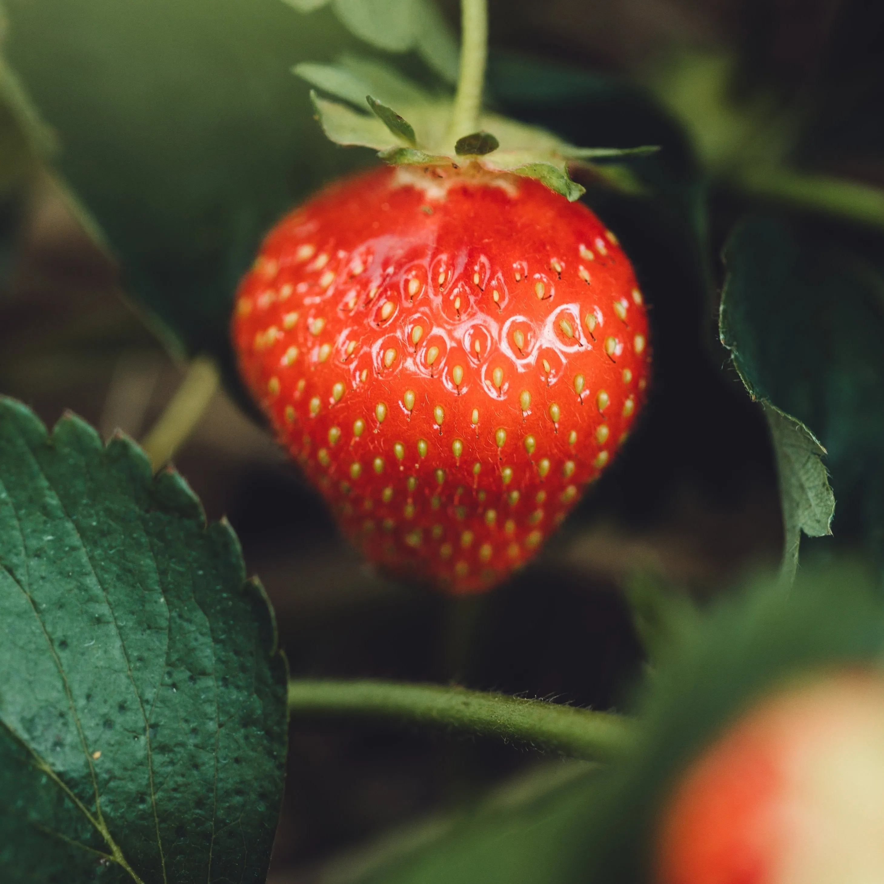 Strawberry Seed Oil